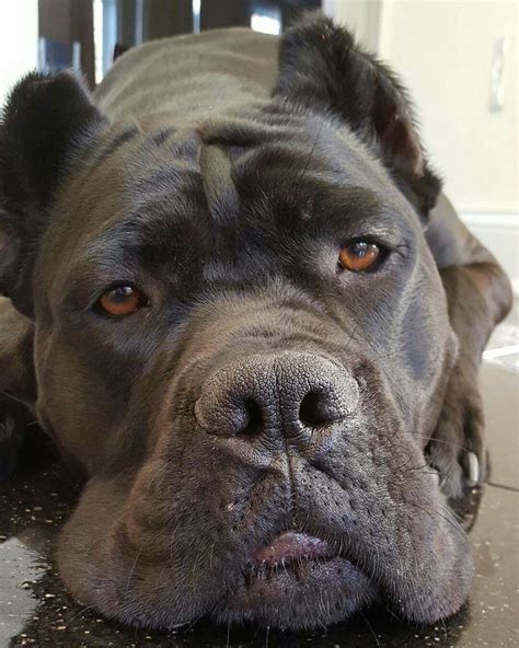 39 King Cane Corso Dog Picture Bleumoonproductions