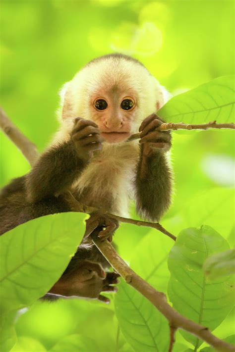 Capuchin monkeys originate from the jungles of central and south america, where the climate tends to be warm. White-faced capuchin monkey baby Photograph by Roeselien ...