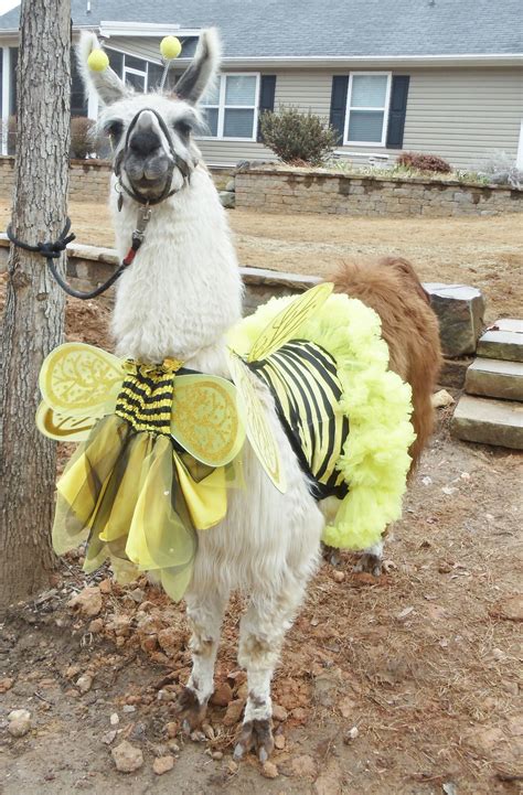 Llama Twist Wearing The Bee Costume That I Made Llama Bee Costume