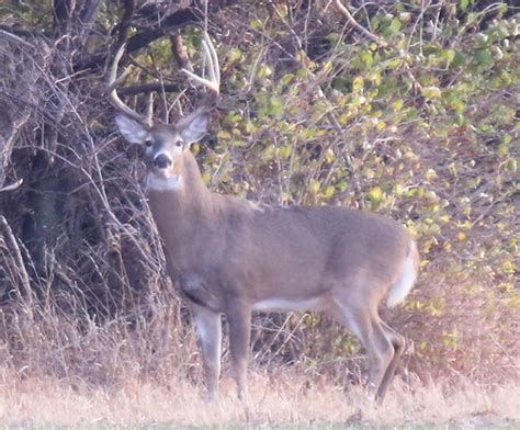 The Start Of The Whitetail Deer Rut The Rut Has Started Ar Flickr