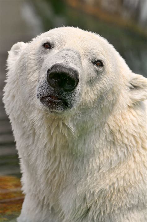 Portrait Of A Polar Bear This Is The Nice Male Polar Bear Flickr