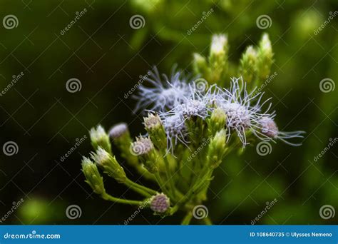 在绿草的白花在森林 库存图片 图片 包括有 è ‰ å ¶å­ ç¿è‰² æµ é‘æš— 108640735