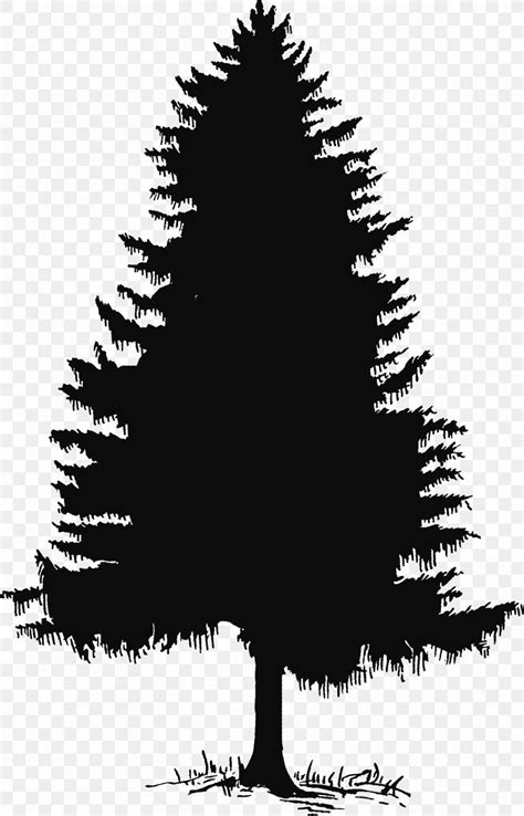 Evergreen Tree Pine Silhouette Clip Art PNG 1668x2601px Evergreen