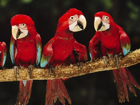 Wallpaper 1600x1200 Px 79 Bird Macaw Parrot Tropical 1600x1200