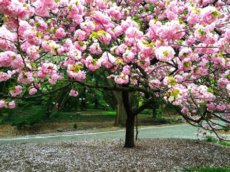 Brooklyn Botanic Garden Cherry Blossom Festival Everything You Need To