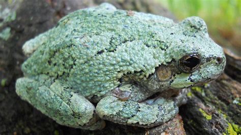 The Best And Worst Frogs For Beginners Frogpets