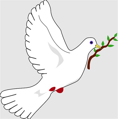 Dove Of Peace Doves As Symbols Holy Spirit Olive Branch Genesis