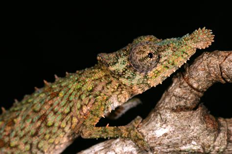 This Tiny Chameleons Tongue Has Power That Cant Be Disguised The