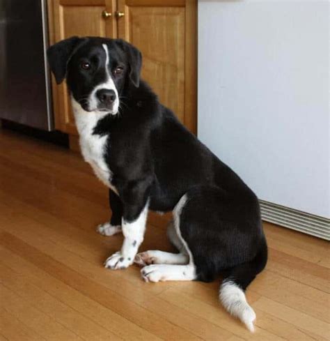 Bestof You Best Border Collie Lab Mix Puppies Check It Out Now