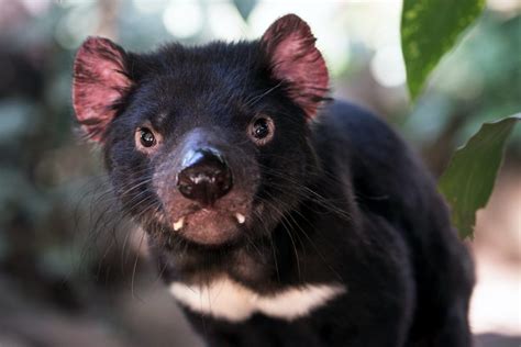 Nace El Primer Demonio De Tasmania En Australia En 3000 Años Yo Animal