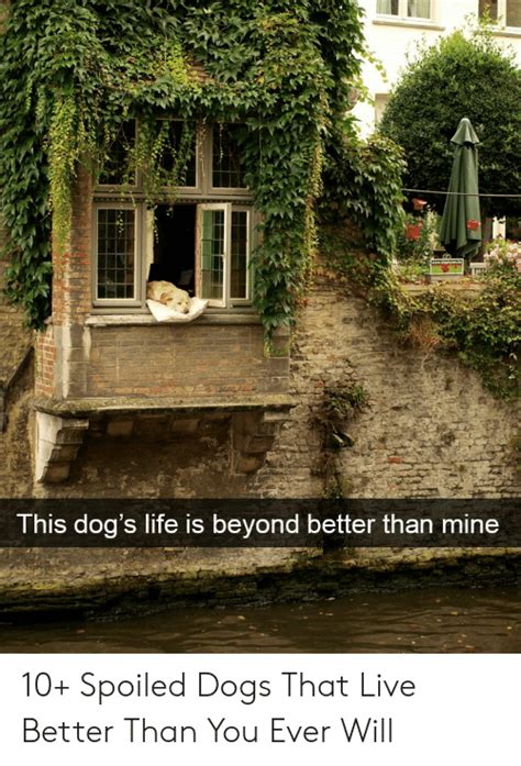 🔥 25 Best Memes About Spoiled Dog Meme Spoiled Dog Memes