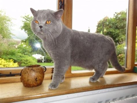 2 Lovely Kitten Up For Adoption British Shorthair Cats Cat Adoption