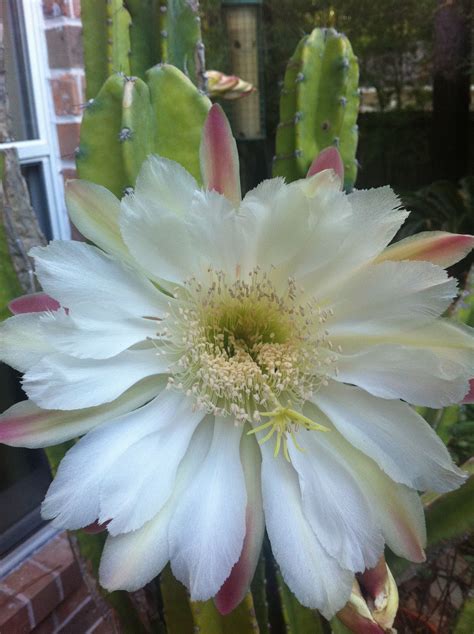 Learn how to care for christmas cactus and you'll enjoy this plant for longer than a season. My cactus plants bloom like crazy about a week or two ...
