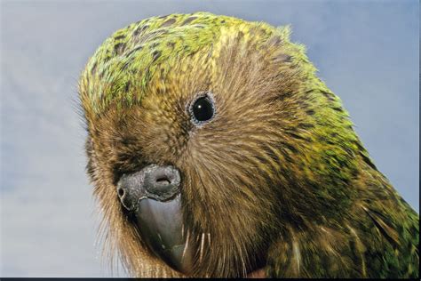 The Last Visible Dog The Kakapo