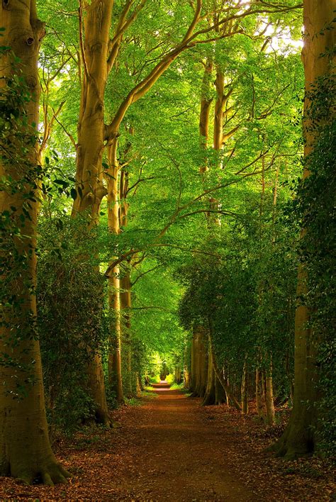 Unbelievable Forest Path Tunnel Nature Wallpapers Wallmk