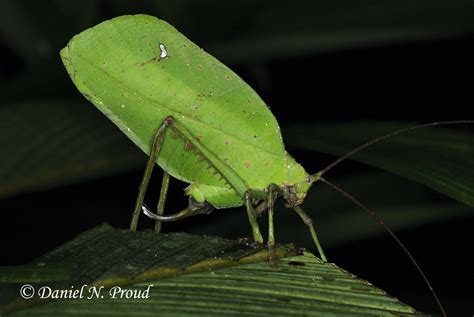 Katydid Orthoptera Ensifera Tettigoniidae A Monstrous Flickr