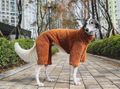 Teddy Bear Fluffy Whippet Greyhound Onesie Pyjamas Italian Etsy