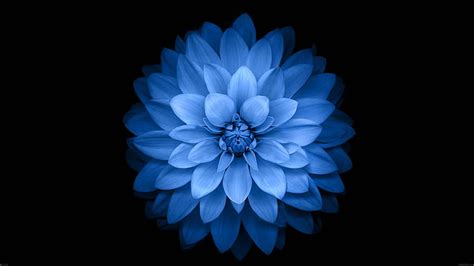 Hd Wallpaper Blue Flower Flowers Black Simple Background Nature