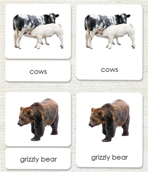Mammals Montessori Zoology Cards Maitri Learning