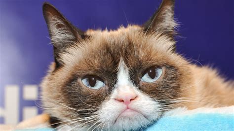 Tnr means fewer cats will be feral, therefore current feral cats will have a reduced risk of. Report that Grumpy Cat made $99.5 million in two years is ...