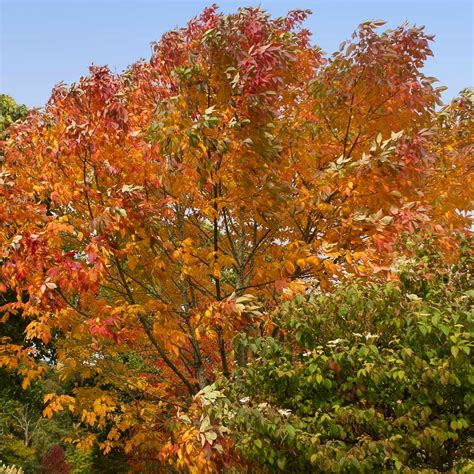 Autumn Purple Ash Trees For Sale