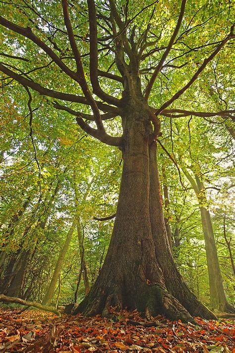 Mystical Forest Tree Photograph By Gill Billington Fine Art America