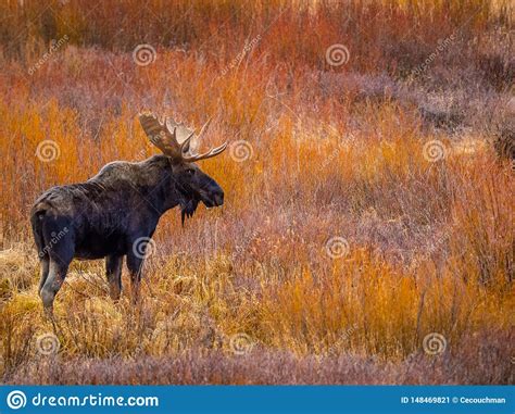 Bull Moose In Profile In Autumn Willows Stock Image Image Of Antlers