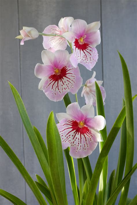 Exotic Orchid Plants Lexington Ky Michlers Florist
