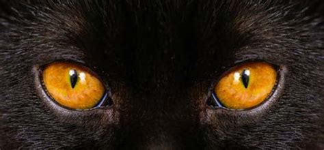 For iris melanosis and small iris freckles the treatment. Dark Spots (Iris Melanosis) in Cat's Eye - Cat-World