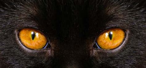 For iris melanosis and small iris freckles the treatment. Dark Spots (Iris Melanosis) in Cat's Eye - Cat-World