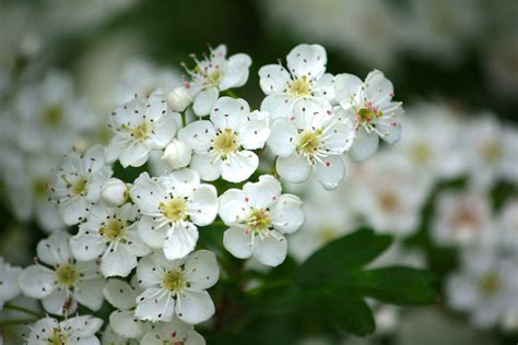 Daily Flower Candy Crataegus Monogyna The Frustrated