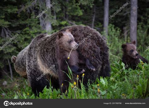 Mother Grizzly Bear Her Cubs Eating Weeds Grass Nature Taken Stock