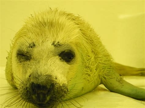 Sea Life Seals Sea Life Scarborough Aquarium