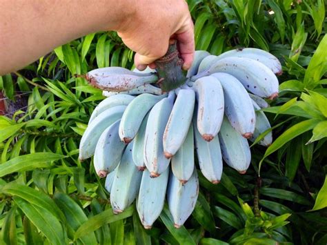 These Incredible Blue Java Bananas Taste Just Like Vanilla Ice Cream Preparednessmama