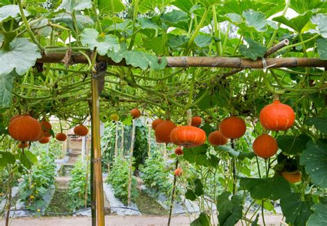 What Is Vertical Gardening And Are The Benefits Worth It Food Gardening Network