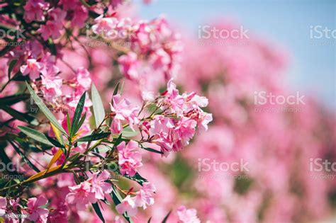 Beautiful Oleanders In The Park Stock Photo Download Image Now