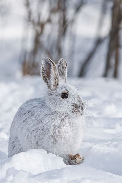 17 Best Images About Animal Camouflage On Pinterest Snow