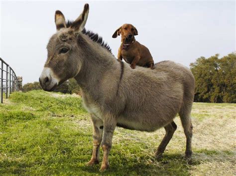 Donkey Animal Hd Images Free Download 1080p ~ Fine Hd Wallpapers