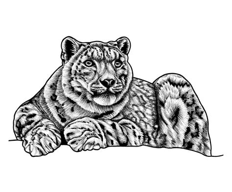 Paper Postcards Snow Leopard A6 Print With Hand Drawn Design Paper