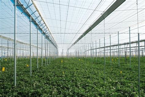 Invernaderos Tipo Almería Más Científicos Y A Prueba De Tempestades