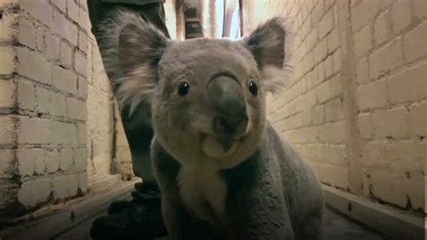 Why Do Baby Koalas Eat Their Mothers Poop The Kid Should See This