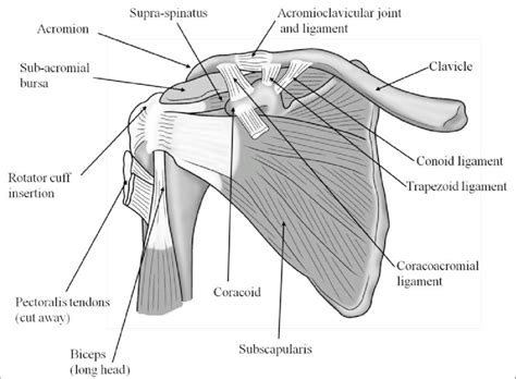An Anterior View Of The Deep Muscles And Ligaments Of The Shoulder