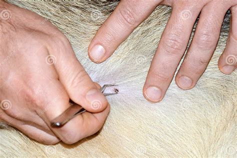 Removing Tick Attached To Dog With Tweezers Stock Image Image Of