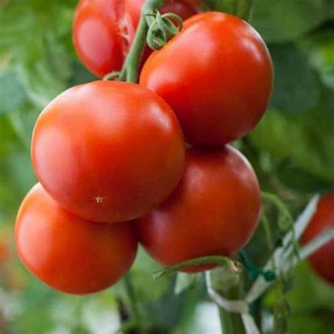 Buy Tomato Roma Vf Heirloom Vegetable Seeds Online From Nurserylive