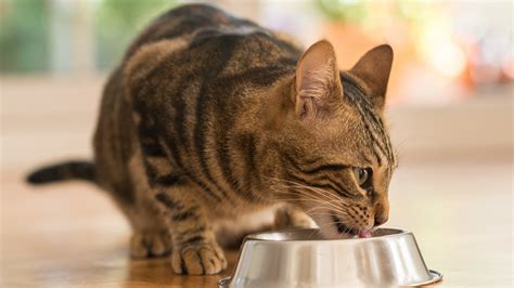 how much should i feed my cat marsden weighing