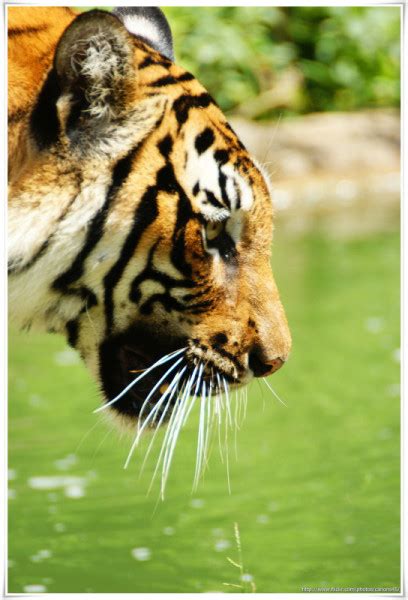 Tigers Still Roam Wild In These 13 Tiger Range Countries