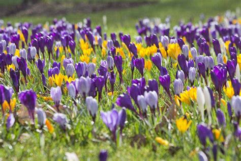 Many of these plants naturally ­produce seed and this indicates that it is the right time to sow their seeds from. Spring Flower Spotter / RHS Campaign for School Gardening