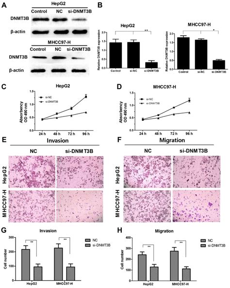 microrna 26a inhibits proliferation and metastasis of human hepatocellular carcinoma by