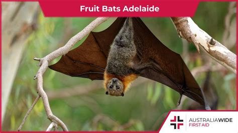Fact Sheet On Fruit Bats Adelaide
