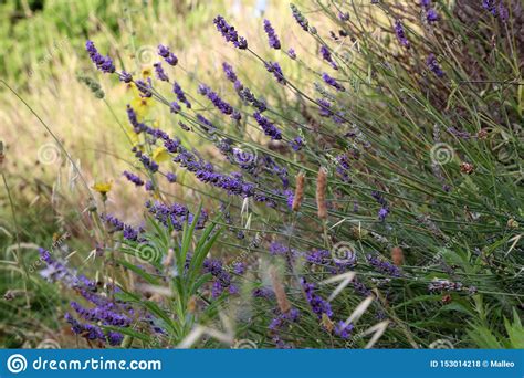 Close Up Bushes Of Lavender Purple Aromatic Flowers Stock Photo Image